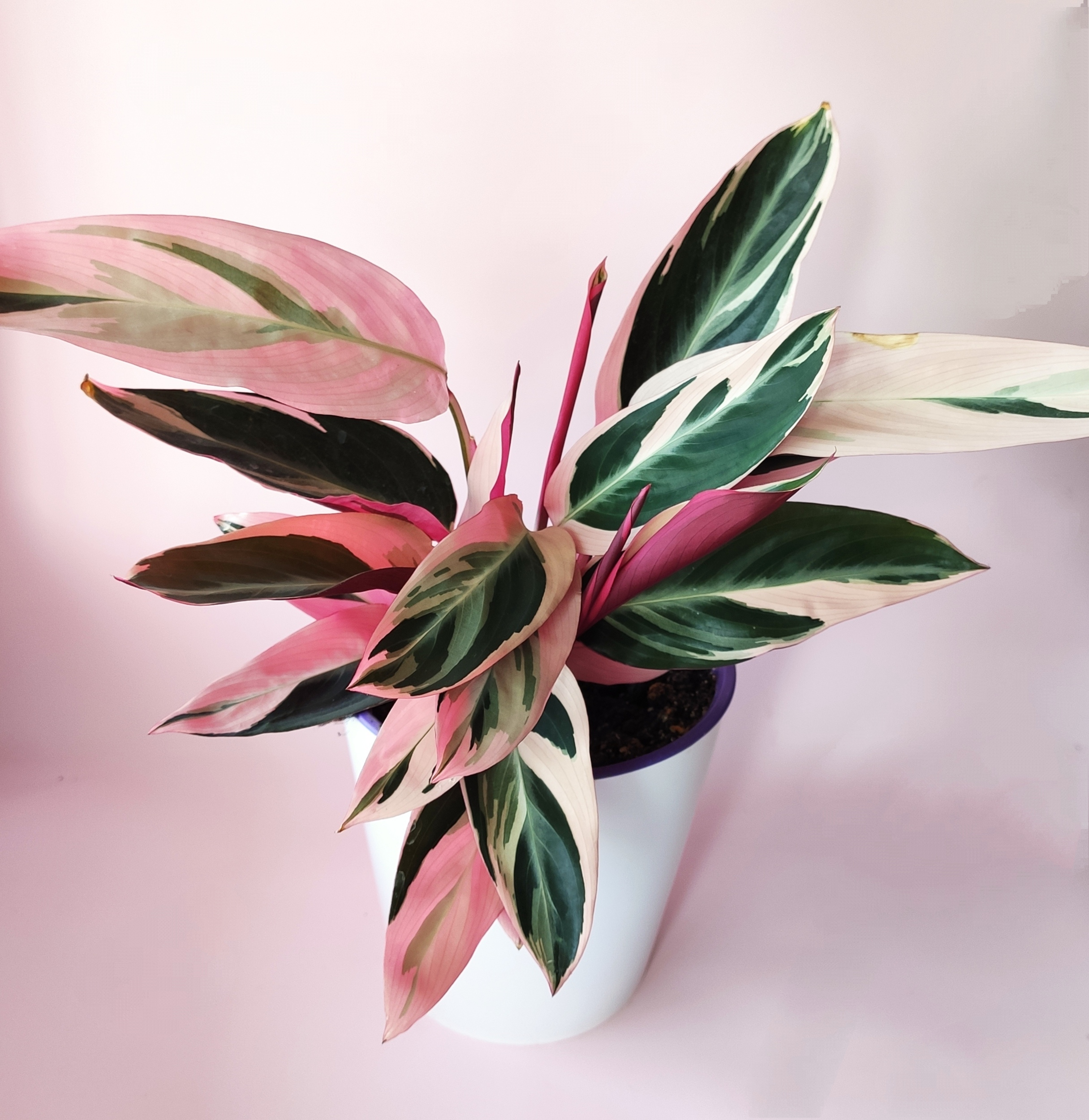 Indoor plants Vancouver